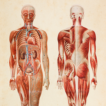 Human Anatomy 