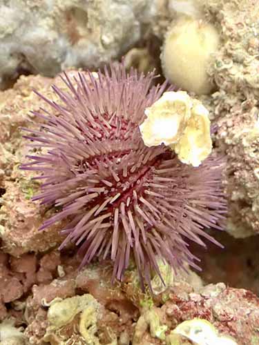 sea urchin